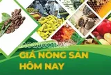 Giá nông sản hôm nay 4/11/2025: Cơ hội bứt phá của cà phê Việt, Tăng nhập tiêu; Đón xu hướng chuộng robusta đặc sản
