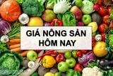 Giá nông sản hôm nay 13/11/2025: Xu hướng giá cà phê 'chưa có gì đảm bảo', Tiêu giảm liên tiếp; Mỹ sẽ hạ thuế nhập khẩu cà phê Việt Nam?