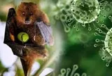 Người nghi ngờ mắc Nipah sẽ được cách ly, điều trị tại Bệnh viện Bệnh Nhiệt đới 0