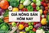 Giá nông sản hôm nay 15/2/2026: Giá cà phê kỳ vọng tăng, thị trường có thật 'dư cung'? Trung Quốc 'mở toang cửa' cho hàng hóa châu Phi