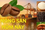 Giá nông sản hôm nay 12/3/2026: Giá cà phê