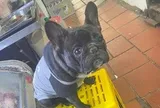 Vướng vòng lao lý vì lý do khó ngờ: Cướp lại chó Pitbull thất lạc