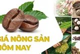 Giá nông sản hôm nay 4/6/2026: Giá cà phê chịu sức ép từ nguồn cung, Giá tiêu đi ngang; EU phản ứng mạnh mẽ kế hoạch áp thuế mới của Mỹ