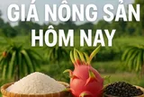 Giá nông sản hôm nay 5/6/2026: Giá cà phê xuống vùng thấp mới, Giá tiêu đồng loạt tăng; Lý do cán cân thương mại Việt Nam đảo chiều sang nhập siêu