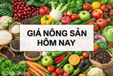 Giá nông sản hôm nay 13/6/2026: Giá cà phê robusta tăng vọt, tiếp tục kéo giá trong nước; Giá dầu lao dốc bởi kỳ vọng thỏa thuận Mỹ-Iran tăng