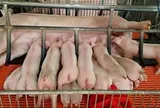 Giá heo hơi hôm nay 15/6: Thị trường lặng sóng, dao động trong khoảng 62.000 - 68.000 đồng/kg
