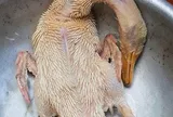 Mẹo nhà bếp cực đỉnh: Thịt vịt hết mùi hôi chỉ sau vài bước, ai ăn cũng khen ngon