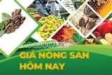 Giá nông sản hôm nay 27/6/2026: Giá cà phê giảm mạnh, giới đầu cơ chuyển vị thế mua ròng; Tổng thống Trump dọa áp thuế 100% với hàng hóa từ nhiều nước