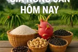 Giá nông sản hôm nay 30/6/2026: Giá cà phê robusta còn nhận được lực hỗ trợ; Doanh nghiệp Mỹ 'chạy đua' nhập hàng trước vòng áp thuế mới