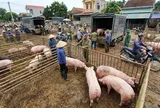 Giá heo hơi hôm nay 3/7: Đi ngang trên cả ba miền, vùng giá ổn định 60.000 - 66.000 đồng/kg