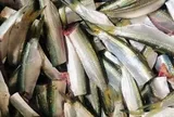 Mỹ đánh giá loại cá "tốt bậc nhất thế giới", người Việt gặp hàng ngày ngoài chợ