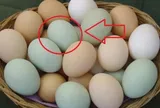Sự thật về trứng vịt vỏ xanh và vỏ trắng không phải ai cũng biết