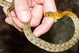 Đang quét sân, người đàn ông bị rắn "cực độc" cắn