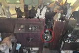 Vừa mở cửa ra, người dân phát hiện cảnh tượng "nổi da gà" giữa ban ngày