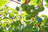 Ít ai ngờ loài cây mọc dại này lại có tiềm năng "khắc tinh" ung thư phổi