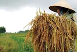Nâng mức hỗ trợ phí bảo hiểm nông nghiệp tới 95%