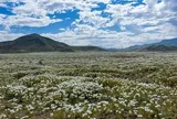 Sa mạc nở hoa sau mưa lớn kỷ lục do El Niño tại Chile