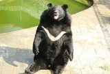 Vườn thú Phàn Chi Hoa gây sốt vì loạt động vật béo phì, quá khổ