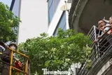 Hà Nội sẽ thay thế hoa sữa phố Nguyễn Du bằng cây sao đen