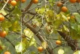 Loài cây có hạt chứa chất độc cực mạnh, Hà Nội đưa vào danh mục cấm trồng