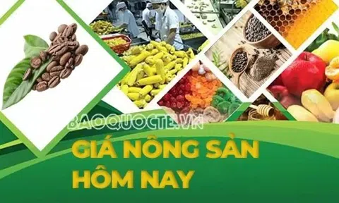 Giá nông sản hôm nay 12/5/2025: Giá cà phê chờ tín hiệu tích cực; Giá tiêu có hy vọng, Việt Nam trong nhóm ưu tiên đàm phán thuế quan với Mỹ