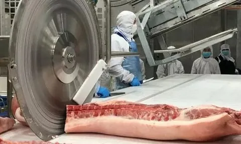 Giá heo hơi hôm nay 3/9 đồng loạt chững giá, Trung Quốc hướng tới việc kiềm chế 'nuôi béo thứ cấp'