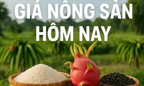 Giá nông sản hôm nay 4/9/2025: Giá cà phê 'bứt tốc' ở châu Âu, Giá tiêu bị đẩy lên cao; Thông tin mới nhất về thuế đối ứng của Mỹ
