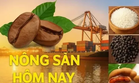 Giá nông sản hôm nay 11/10/2025: Cà phê Việt vụ mới 'bội thu', Tiêu duy trì ở vùng cao, Nga trở thành nước nhập khẩu ròng lương thực