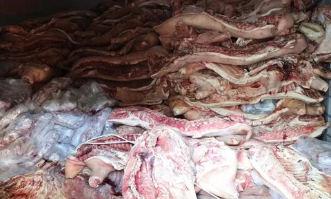 Bắt tạm giam "ông trùm" tích trữ 37,5 tấn thịt nhiễm dịch tả lợn châu Phi nhằm tuồn ra thị trường