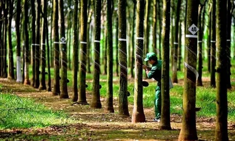 Hái "quả ngọt" từ Campuchia: Doanh nghiệp ngành cao su lãi đột biến tăng 60%