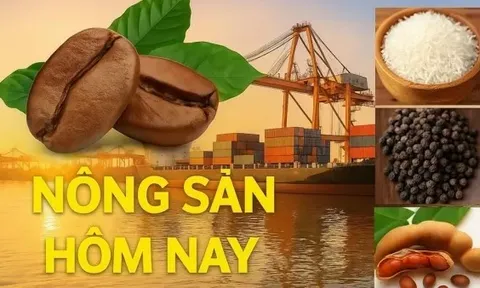 Giá nông sản hôm nay 28/10/2025: Giá cà phê 'quay đầu' giảm sâu; Tổng thống Trump nói về thuế cà phê Việt trong thỏa thuận thương mại với Mỹ