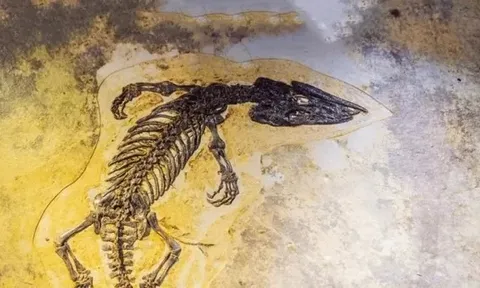 Ai Cập: Khai quật hóa thạch cá sấu mõm dài 80 triệu năm tuổi