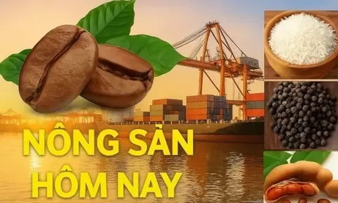 Giá nông sản hôm nay 6/11/2025: Cà phê robusta Việt đang 'hot', Giá tiêu xuất khẩu tăng mạnh; Toà án tối cao Mỹ đặt nghi vấn về thuế quan đối ứng