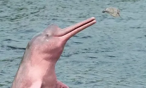 Hạn hán khắc nghiệt, nắng nóng kéo dài, nhiệt độ nước ban ngày cao bất thường khiến hàng trăm cá heo chết trên sông Amazon