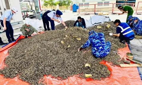 Điều tra vụ nhập hơn 25 tấn vỏ đạn quân dụng về cảng Hải Phòng