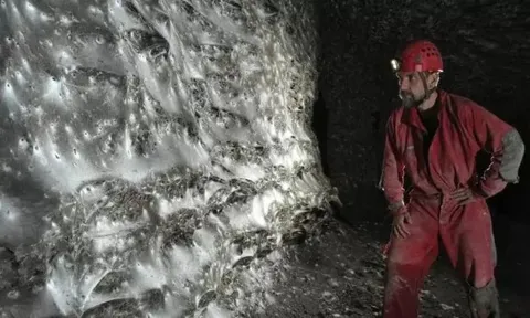 Phát hiện mạng nhện khổng lồ của loài nhện Tegenaria domestica