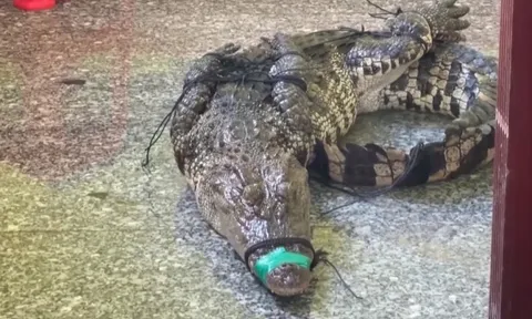 Cá sấu xuất hiện ở khu dân cư, chủ nuôi phải chịu trách nhiệm pháp lý