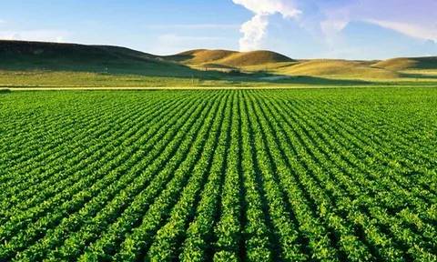 Đất nông nghiệp không sổ đỏ có được thế chấp vay ngân hàng?