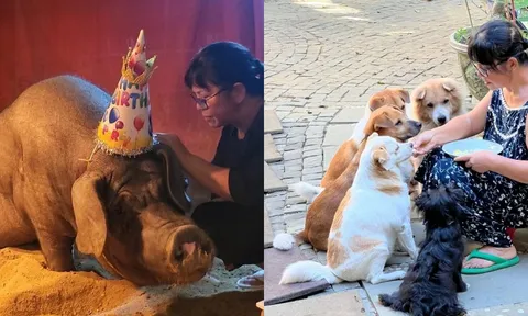 Nữ ca sĩ dùng biệt thự 500 m2 nuôi heo, chó, gà, ngỗng, làm cả sinh nhật cho thú cưng: U70 nhiều bệnh