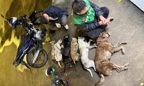 Chuyên gia pháp lý hướng dẫn người dân tránh phạm luật khi phát hiện "cẩu tặc"