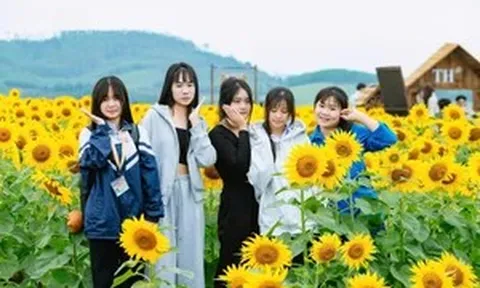 Mê mẩn cánh đồng hoa hướng dương đẹp như tranh vẽ ở xứ Nghệ