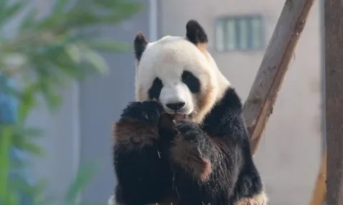 Trung Quốc: Trung tâm bảo tồn gấu trúc lớn mới nhất thử nghiệm mở cửa đón khách tham quan