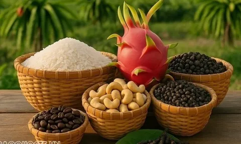 Giá nông sản hôm nay 9/1/2026: Giá cà phê bắt đầu 'hạ nhiệt', kim ngạch xuất khẩu tiêu kỷ lục; Phố Wall dự báo về tương lai đồng USD