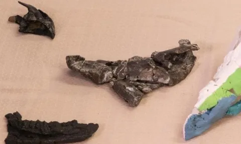 Hóa thạch cho thấy khủng long có sừng từng sinh sống ở châu Âu