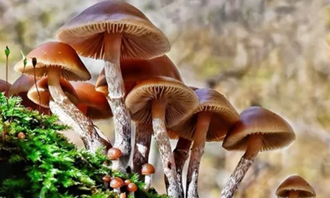 Bộ Y tế: Khẩn trương điều tra vụ nghi ngộ độc thực phẩm do ăn nấm lạ tại Tây Ninh