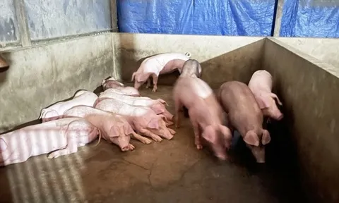 Giá heo hơi hôm nay 11/1: Tăng mạnh trên cả 3 miền, nhiều tỉnh, thành tăng 4.000 đồng/kg