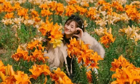 Cánh đồng hoa ly tại Hải Phòng khoe sắc, du khách thích thú đến tham quan, chụp ảnh