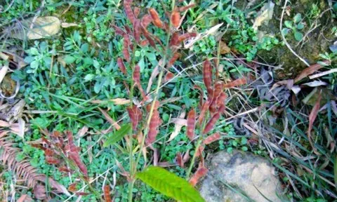 Ra bờ suối hái cây dại "đầy côn trùng”, ai ngờ bán hơn 500.000đ/kg, người mua tranh nhau rút ví