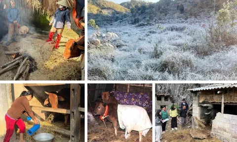 Chủ động phòng rét hại, bảo vệ sinh kế vùng cao