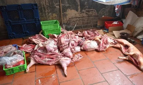 Khởi tố nhóm đối tượng thu mua lợn nhiễm bệnh rồi tung ra thị trường